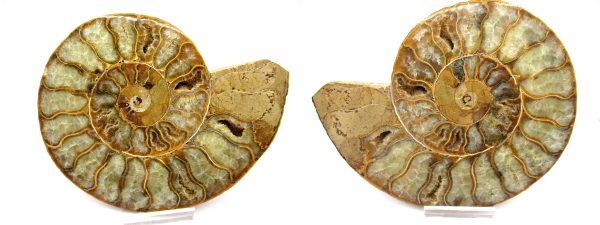 General Cretaceous Age Cleoniceras XL Pair Fossils From Madagascar For Sale #65b