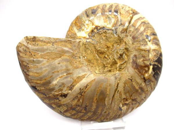 General Cretaceous Age Cleoniceras XL Pair Fossils From Madagascar For Sale #65c
