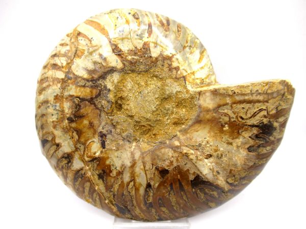 General Cretaceous Age Cleoniceras XL Pair Fossils From Madagascar For Sale #65d