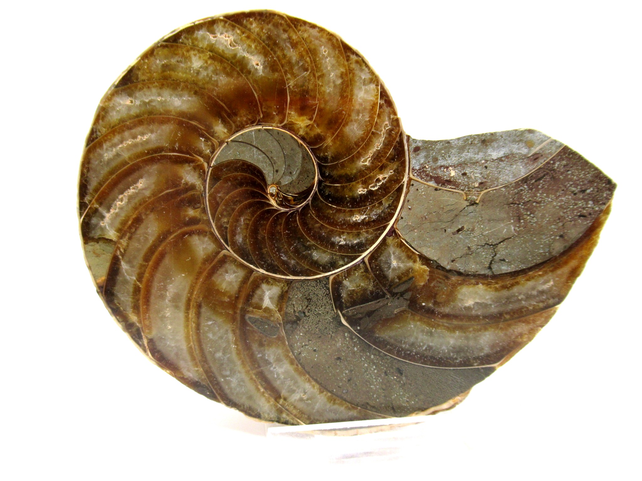 Madagascar Cymatoceras Nautiloid Pair 23 | Fossils for Sale General Cretaceous Age Cymatoceras Nautilus Fossils From Madagascar For Sale #23