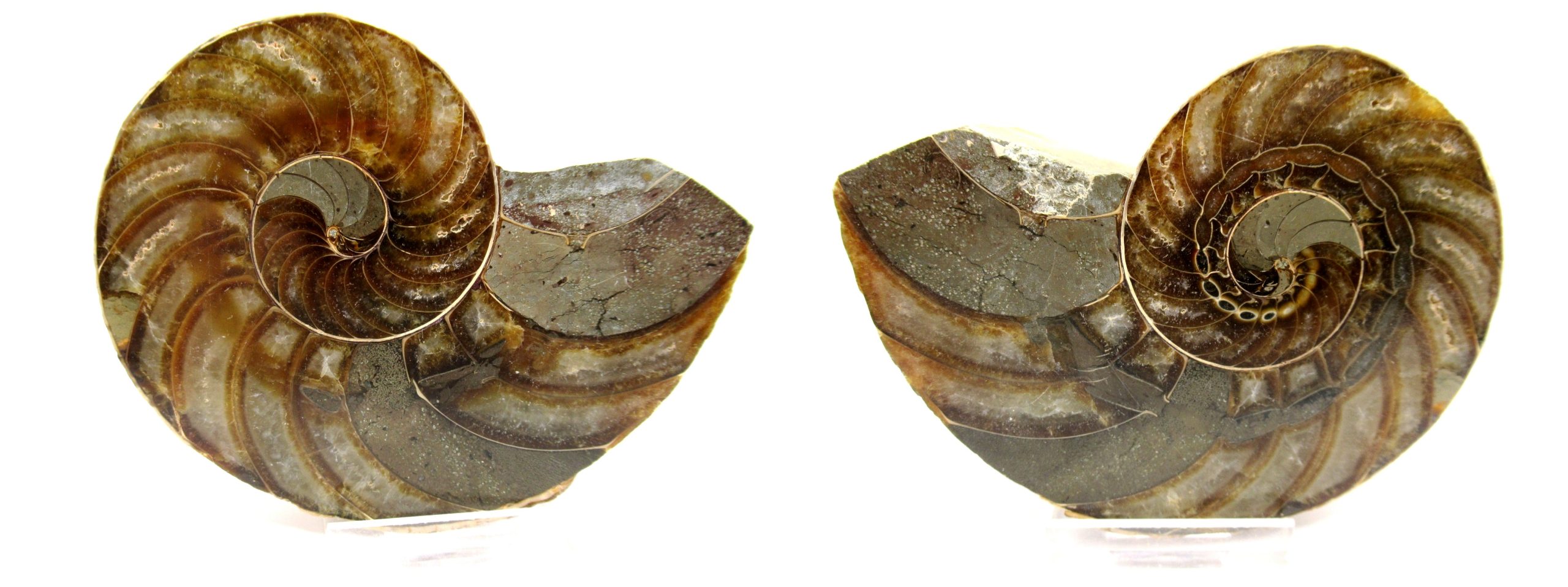 Madagascar Cymatoceras Nautiloid Pair 23b | Fossils for Sale General Cretaceous Age Cymatoceras Nautilus Fossils From Madagascar For Sale #23b