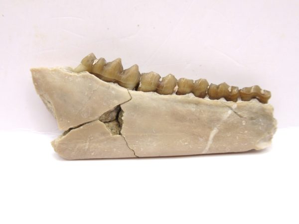 Genuine Oligocene Age Leptomeryx Deer Jaw Fossils From Nebraska For Sale #20a