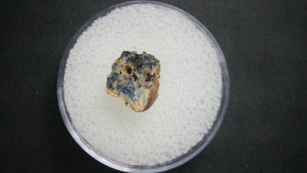 Genuine Permian Age Tatrapod Limb Bone Fossil From Oklahoma For Sale #20a