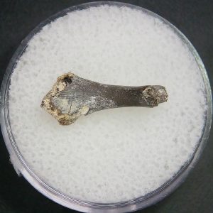 Genuine Permian Age Tatrapod Limb Bone Fossil From Oklahoma For Sale #28