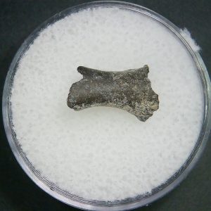 Genuine Permian Age Tatrapod Limb Bone Fossil From Oklahoma For Sale #29