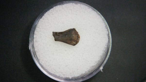 Genuine Permian Age Tatrapod Limb Bone Fossil From Oklahoma For Sale #33a