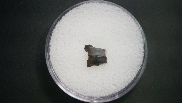 Genuine Permian Age Vertebrae Fossil For Sale From Oklahoma #11