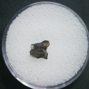 Genuine Permian Age Vertebrae Fossil For Sale From Oklahoma #11a