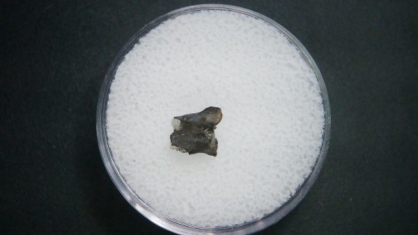Genuine Permian Age Vertebrae Fossil For Sale From Oklahoma #11a
