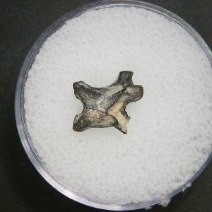 Genuine Permian Age Vertebrae Fossil For Sale From Oklahoma #12