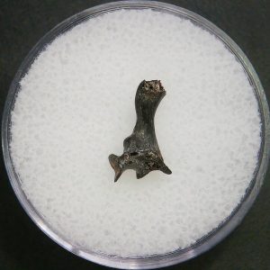 Genuine Permian Age Vertebrae Fossil For Sale From Oklahoma #13