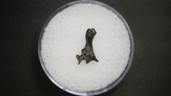 Genuine Permian Age Vertebrae Fossil For Sale From Oklahoma #13