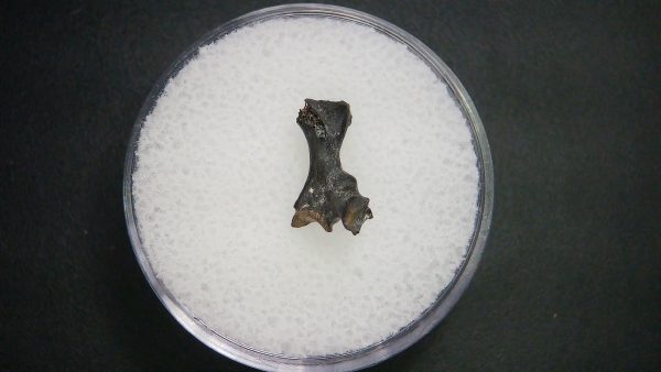 Genuine Permian Age Vertebrae Fossil For Sale From Oklahoma #13a