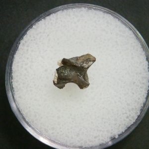 Genuine Permian Age Vertebrae Fossil For Sale From Oklahoma #14a