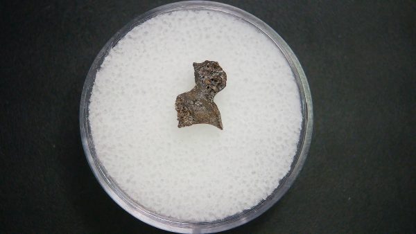 Genuine Permian Age Vertebrae Fossil For Sale From Oklahoma #16a