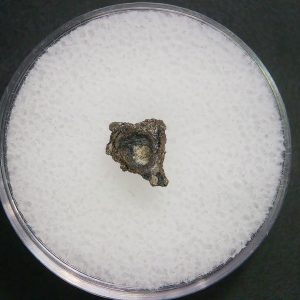 Genuine Permian Age Vertebrae Fossil For Sale From Oklahoma #18