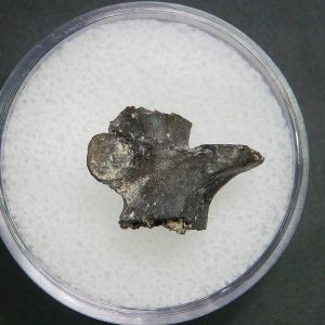 Genuine Permian Age Vertebrae Fossil For Sale From Oklahoma #19