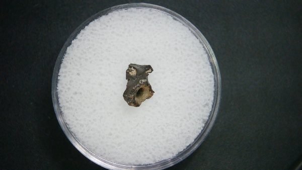 Genuine Permian Age Vertebrae Fossil For Sale From Oklahoma #2a