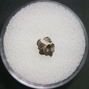 Genuine Permian Age Vertebrae Fossil For Sale From Oklahoma #3