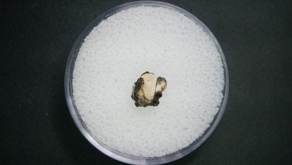 Genuine Permian Age Vertebrae Fossil For Sale From Oklahoma #3a