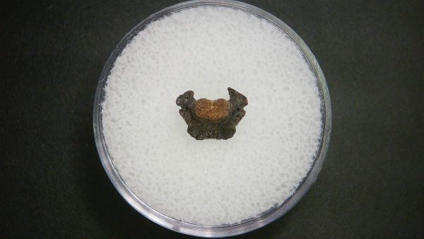 Genuine Permian Age Vertebrae Fossil For Sale From Oklahoma #4