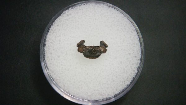 Genuine Permian Age Vertebrae Fossil For Sale From Oklahoma #4a