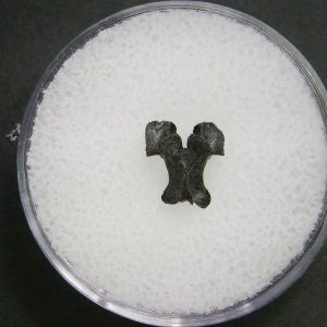 Genuine Permian Age Vertebrae Fossil For Sale From Oklahoma #8