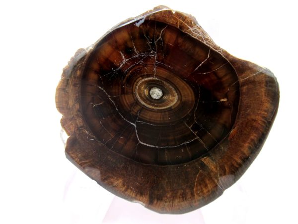 Genuine Pliocene Scaldicetus Whale Tooth For Sale From S. Carolina #52a