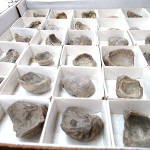 General Cretaceous Age Gryphaea Devils Toenail Oysters Fossils From Utah For Sale