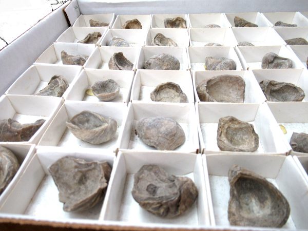 General Cretaceous Age Gryphaea Devils Toenail Oysters Fossils From Utah For Sale