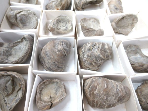 General Cretaceous Age Gryphaea Devils Toenail Oysters Fossils From Utah For Sale #a