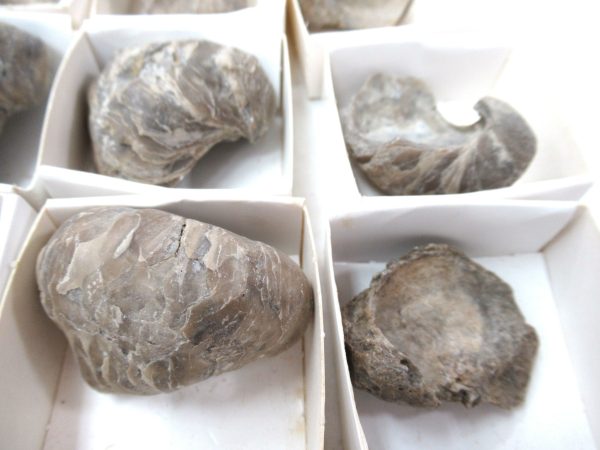 General Cretaceous Age Gryphaea Devils Toenail Oysters Fossils From Utah For Sale #b