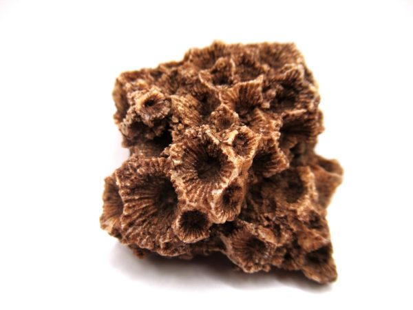 General Devonian Age Hexagonaria Coral Fossils From Arizona For Sale #2