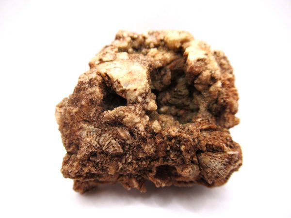General Devonian Age Hexagonaria Coral Fossils From Arizona For Sale #2a