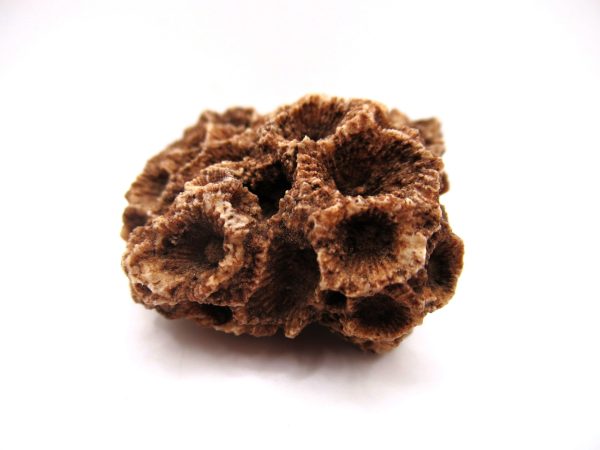 General Devonian Age Hexagonaria Coral Fossils From Arizona For Sale #2b