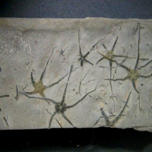 Genuine Jurassic Age Ophiopinna Brittle Stars Fossil for Sale from France #1