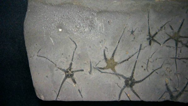 Genuine Jurassic Age Ophiopinna Brittle Stars Fossil for Sale from France #1a