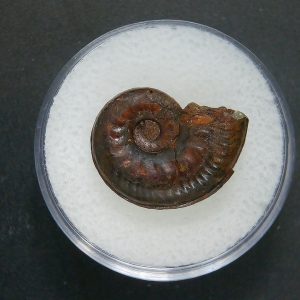 Genuine Jurassic Age Ammonite in Gem Jar Fossil for Sale from France #100