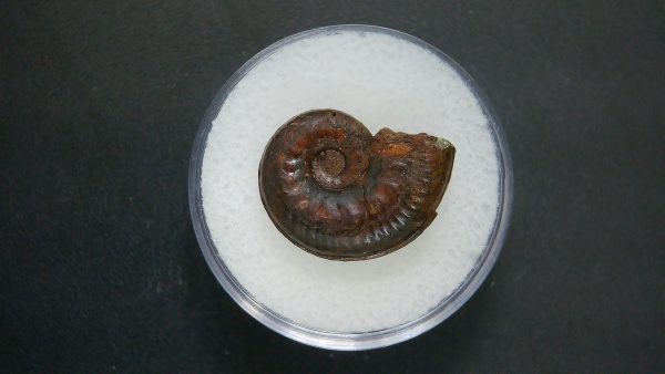 Genuine Jurassic Age Ammonite in Gem Jar Fossil for Sale from France #100