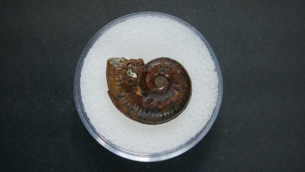 Genuine Jurassic Age Ammonite in Gem Jar Fossil for Sale from France #100a