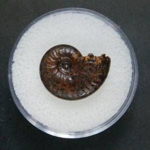 Genuine Jurassic Age Ammonite in Gem Jar Fossil for Sale from France #65