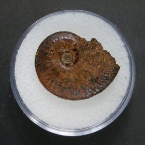 Genuine Jurassic Age Ammonite in Gem Jar Fossil for Sale from France #66