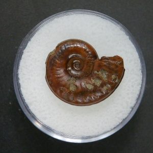 Genuine Jurassic Age Ammonite in Gem Jar Fossil for Sale from France #68