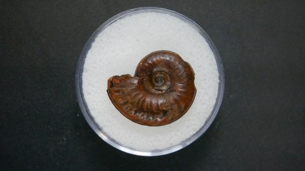 Genuine Jurassic Age Ammonite in Gem Jar Fossil for Sale from France #68a