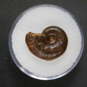 Genuine Jurassic Age Ammonite in Gem Jar Fossil for Sale from France #69