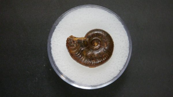 Genuine Jurassic Age Ammonite in Gem Jar Fossil for Sale from France #69