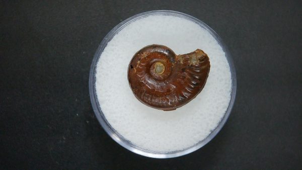 Genuine Jurassic Age Ammonite in Gem Jar Fossil for Sale from France #69a