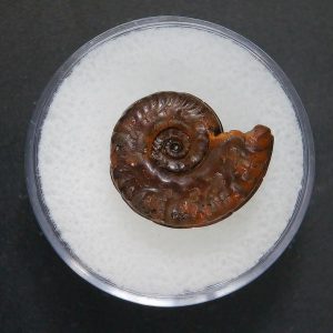 Genuine Jurassic Age Ammonite in Gem Jar Fossil for Sale from France #71