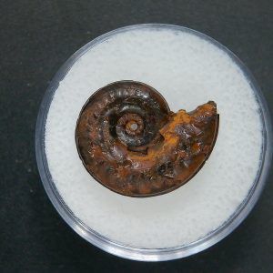 Genuine Jurassic Age Ammonite in Gem Jar Fossil for Sale from France #73