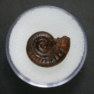 Genuine Jurassic Age Ammonite in Gem Jar Fossil for Sale from France #74